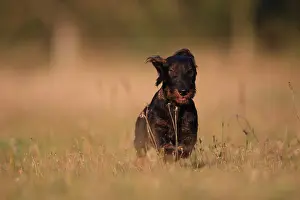 Express: Wire-haired Dachshund puppy running in a meadow France