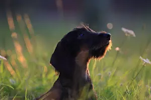 Obedience: Wire-haired Dachshund puppy seated and attentive France