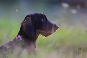 Obedience: Wire-haired Dachshund puppy seated and attentive France