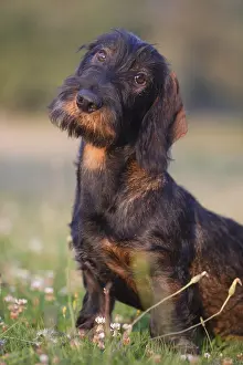 Obedience: Wire-haired Dachshund puppy seated and attentive in a meadow