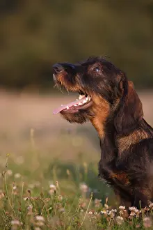 Obedience: Wire-haired Dachshund puppy seated and attentive in a meadow