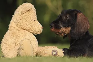 Stuffed: Wire-haired Dachshund puppy and teddy bear in a garden