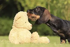 Stuffed: Wire-haired Dachshund puppy and teddy bear in a garden