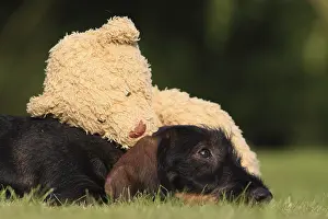 Stuffed: Wire-haired Dachshund puppy and teddy bear in a garden