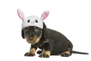 070820: Wire-haired Dachshund puppy wearing a cute fluffy