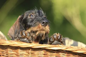 Wicker: Wire-haired Dachshund puppy in a wicker basket in a garden