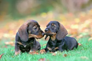 Dachshund: Wire-haired Dachshunds (Canis lupus familiaris)