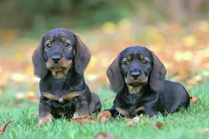 Dachshund: Wire-haired Dachshunds (Canis lupus familiaris)