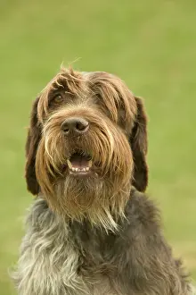 Beards: Wire-haired Pointing Griffon / Korthals Griffon