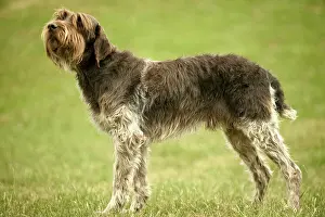 Korthals: Wire-haried Pointing Griffon / Korthals Griffon DOG