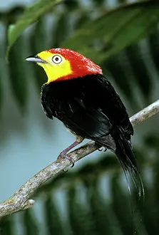 Manakin: Wire-tailed Manakin