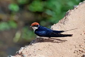 Smithii: Wire-tailed Swallow