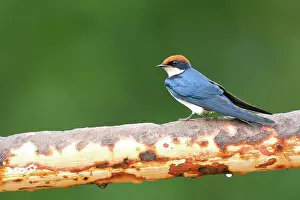 Kombo: Wire-tailed Swallow