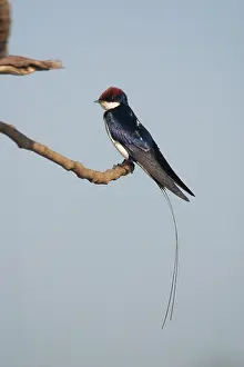 Smithii: Wire-tailed Swallow - Perched on branch