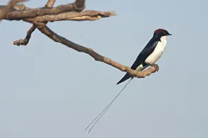 Smithii: Wire-tailed Swallow - Perched on branch