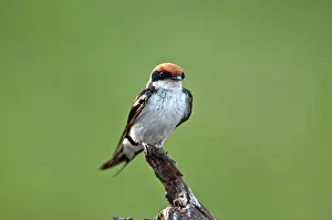 Smithii: Wire-Tailed Swallow - perched on dead stump
