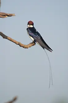 Inhabiting: Wire-tailed Swallow - A widespread Indian resident