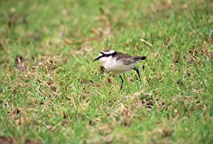 Killdeer: WIREBIRD / St Helena Sand Plover - only endemic landbird