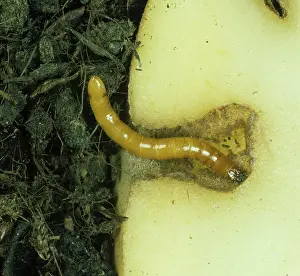 Click: Wireworm