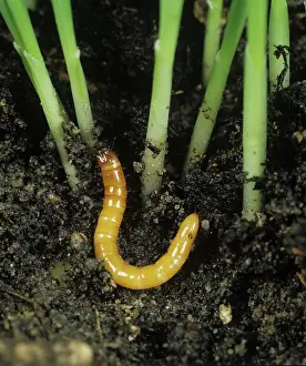 Seedlings: Wireworm (Agriotes lineatus)