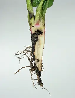 Click: Wireworm (Agriotes sp.) damage to Sugar Beet