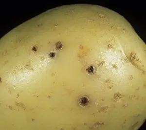 Click: Wireworm damage to potato