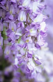 Wisteria: Wisteria