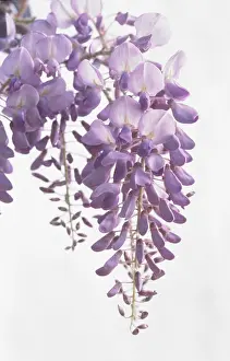 Wisteria: Wisteria