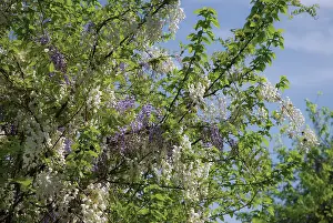 Wisteria: Wisteria