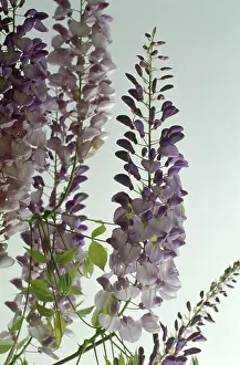 Wisteria: Wisteria