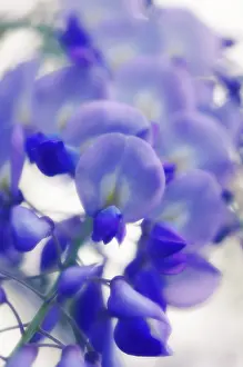 Wisteria: Wisteria