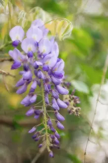 Wisteria: Wisteria