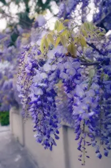 Wisteria: Wisteria