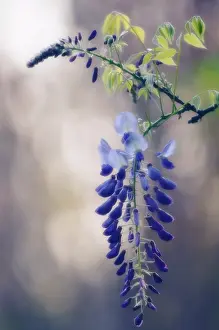 Wisteria: Wisteria