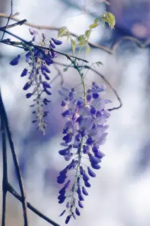Wisteria: Wisteria