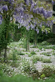 Courtyard: Wisteria