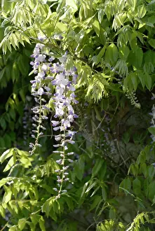 Wisteria: Wisteria
