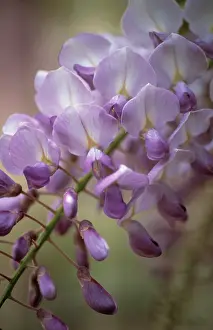Creeper: Wisteria