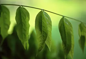 Connected: Wisteria