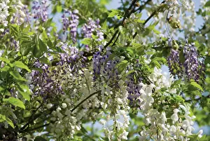 Silky: Wisteria