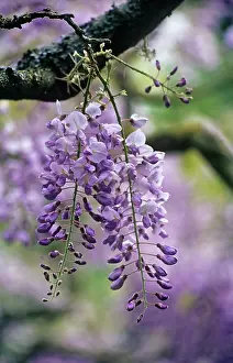 Smell: Wisteria
