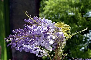 Wisteria: Wisteria Ornamental Vine