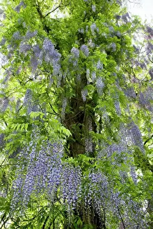Wisteria: Wisteria Plant - with flowers