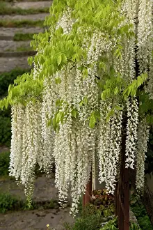 Wisteria: Wisteria sinensis Alba tree central Italy