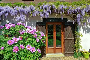 Wisteria: Wisteria and Tree Peony - decorating house