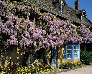 Cottages: Wisteria - on the wall outside an English Country Cottage