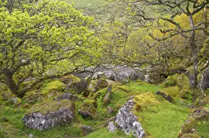 Understory: WistmanIs Wood showing old Oaks and moss covered