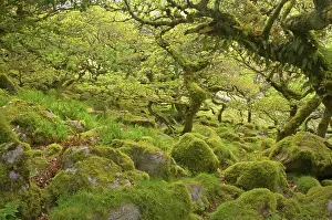 Understory: WistmanIs Wood showing old Oaks and moss covered