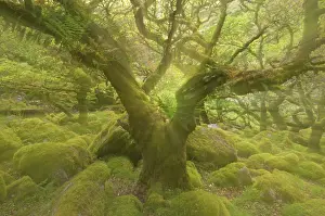 Understory: WistmanIs Wood showing old Oaks and moss covered