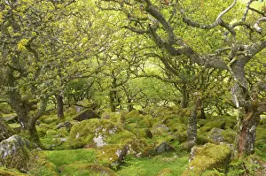 Understory: WistmanIs Wood showing old Oaks and moss covered